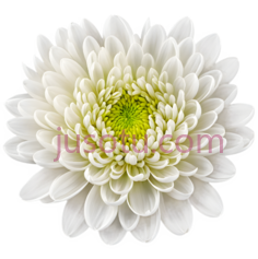 白菊,花卉PNG