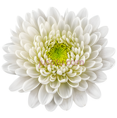 白菊,花卉, PNG
