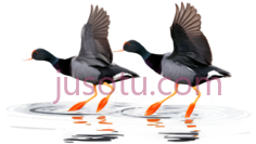 鸭子,卡通,黑色PNG