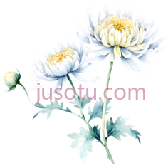 菊花,花卉PNG