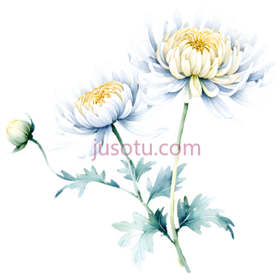 菊花,花卉, PNG