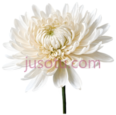 菊花, PNG