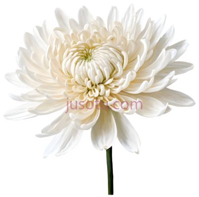 菊花, PNG
