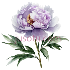 牡丹,水彩画,紫色PNG