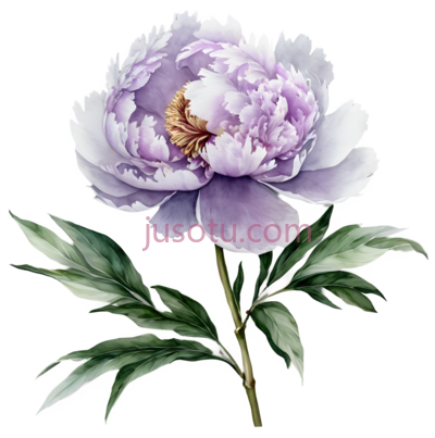 牡丹,水彩画,紫色, PNG