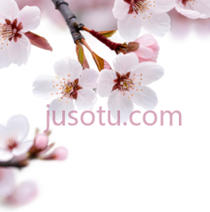 樱花, PNG