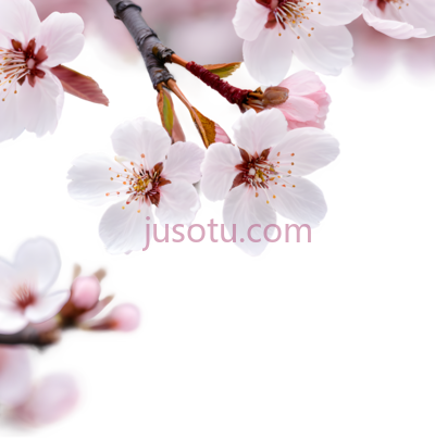 樱花, PNG