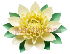 莲花,黄色,绿色PNG