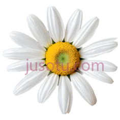 雏菊,花瓣,金色PNG