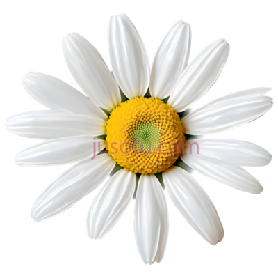 雏菊,花瓣,金色, PNG