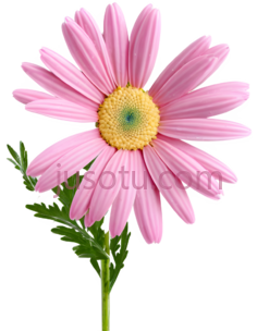粉色,雏菊PNG