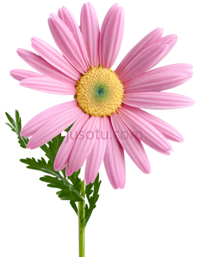 粉色,雏菊, PNG