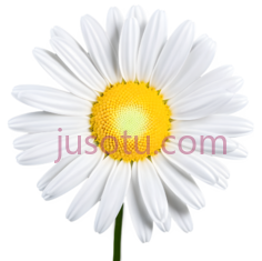 雏菊, PNG