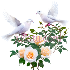 白鸽,卡通,白色PNG