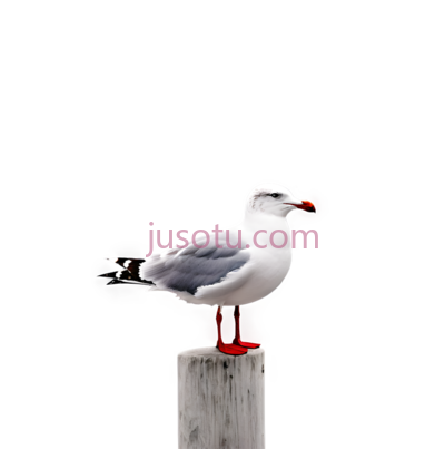 海鸥,站立,白色, 灰色, 红色, PNG