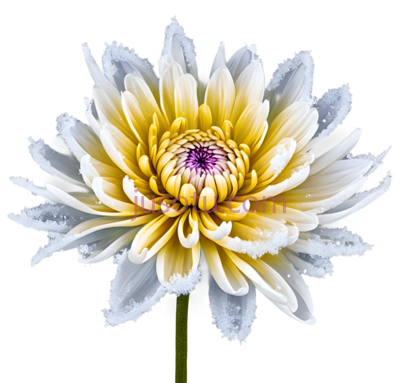 菊花,花瓣, PNG