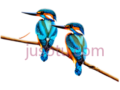 翠鸟,蓝色,橙色PNG