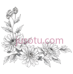 菊花,黑白线条画,白色, PNG
