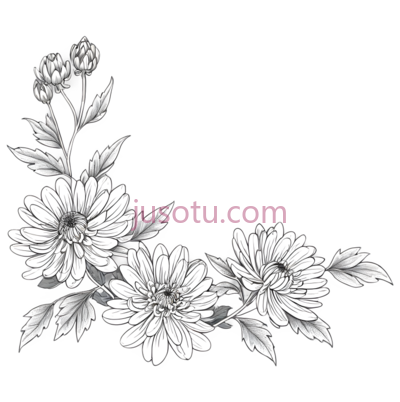 菊花,黑白线条画,白色, PNG