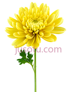 菊花,自然,黄色PNG