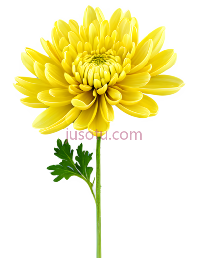 菊花,自然,黄色, PNG