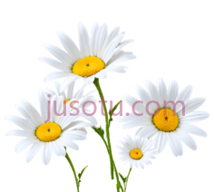 雏菊, PNG