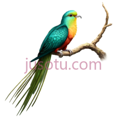 翠鸟,树枝PNG