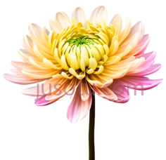 菊花,闪亮花瓣PNG