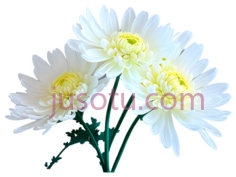 菊花,自然,白色PNG