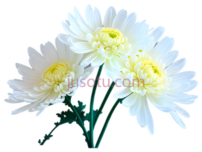 菊花,自然,白色, PNG