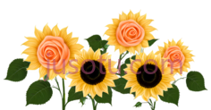 向日葵,花朵,鲜花, PNG