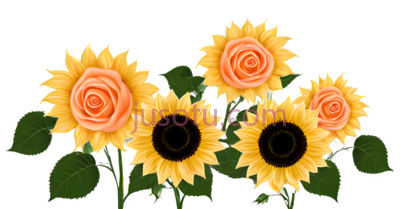 向日葵,花朵,鲜花, PNG
