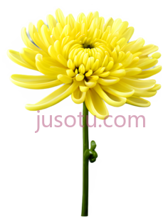 菊花,自然,黄色PNG