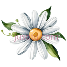 郁金香花,小花, PNG