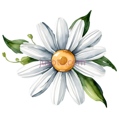 郁金香花,小花, PNG