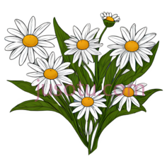 雏菊, PNG