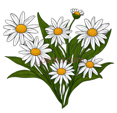 雏菊, PNG