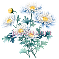 菊花,盛开PNG
