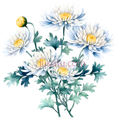 菊花,盛开, PNG