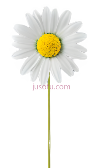 向日葵,可爱, PNG