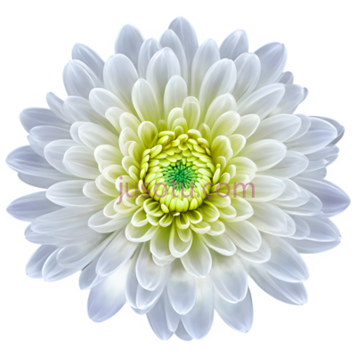 菊花,花瓣, PNG