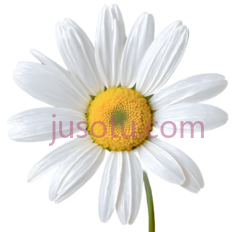 雏菊,白色花瓣, 黄色花心PNG