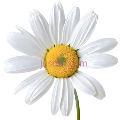 雏菊,白色花瓣, 黄色花心, PNG