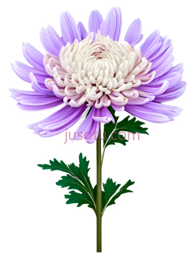 野菊花, PNG