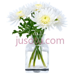 菊花,水晶花瓶PNG