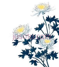 装饰性菊花PNG