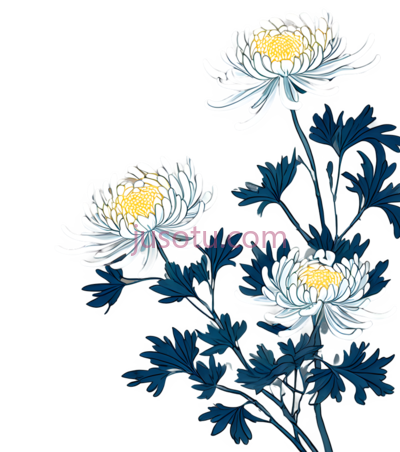 装饰性菊花, PNG