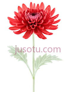 红色,菊花,丝绸PNG