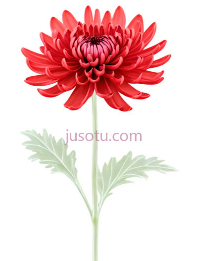 红色,菊花,丝绸, PNG