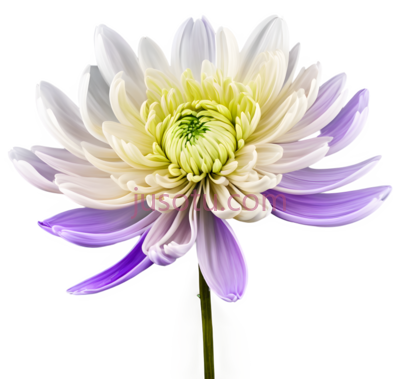 野菊花, PNG